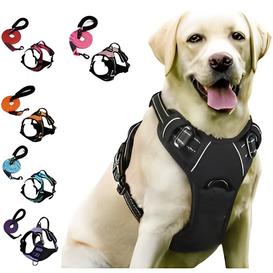 Dog Collar & Harness